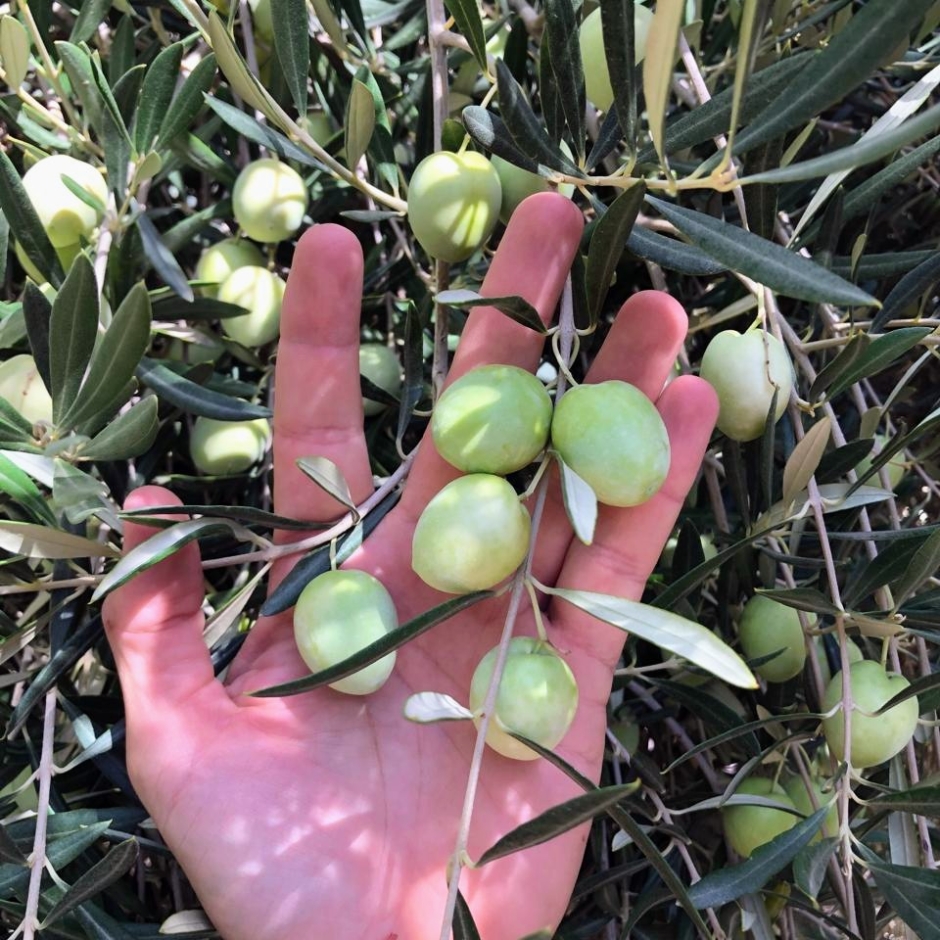 Oliva